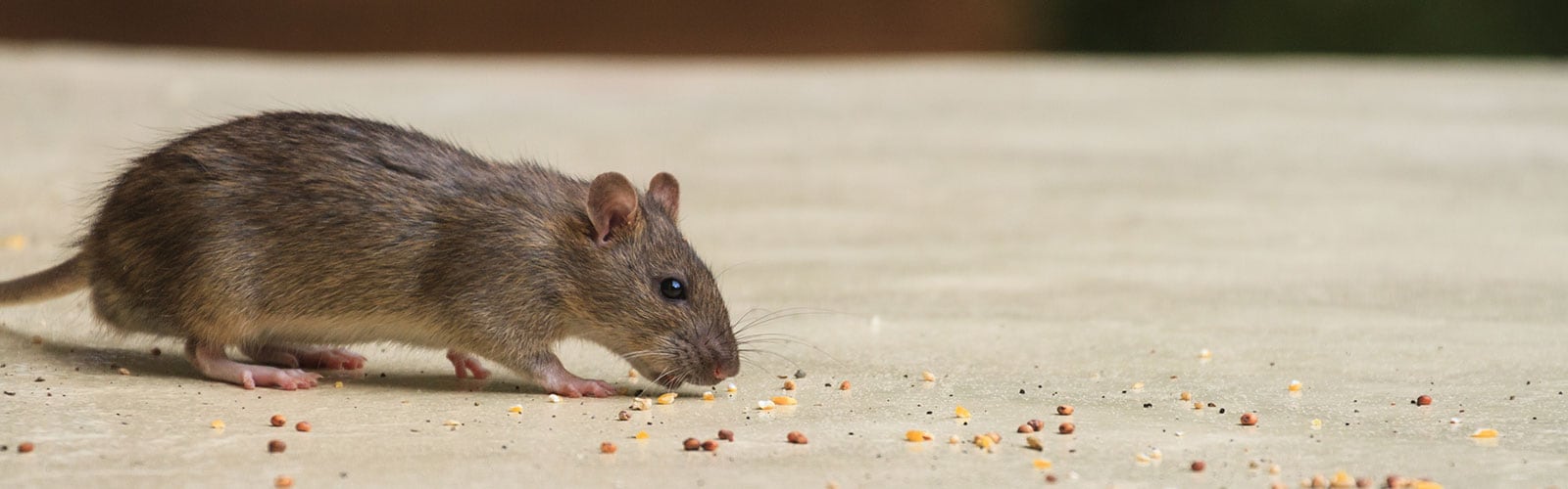 Rodent Control: Keep Rats and Mice From Your Warehouse – Warehouse
