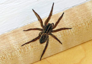 Featured image of post Spider Exterminator St Louis Your time and money are valuable and an exterminator is the most efficient use of
