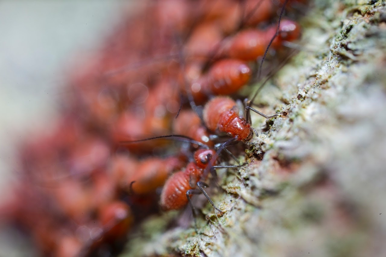 Ant Infestation 